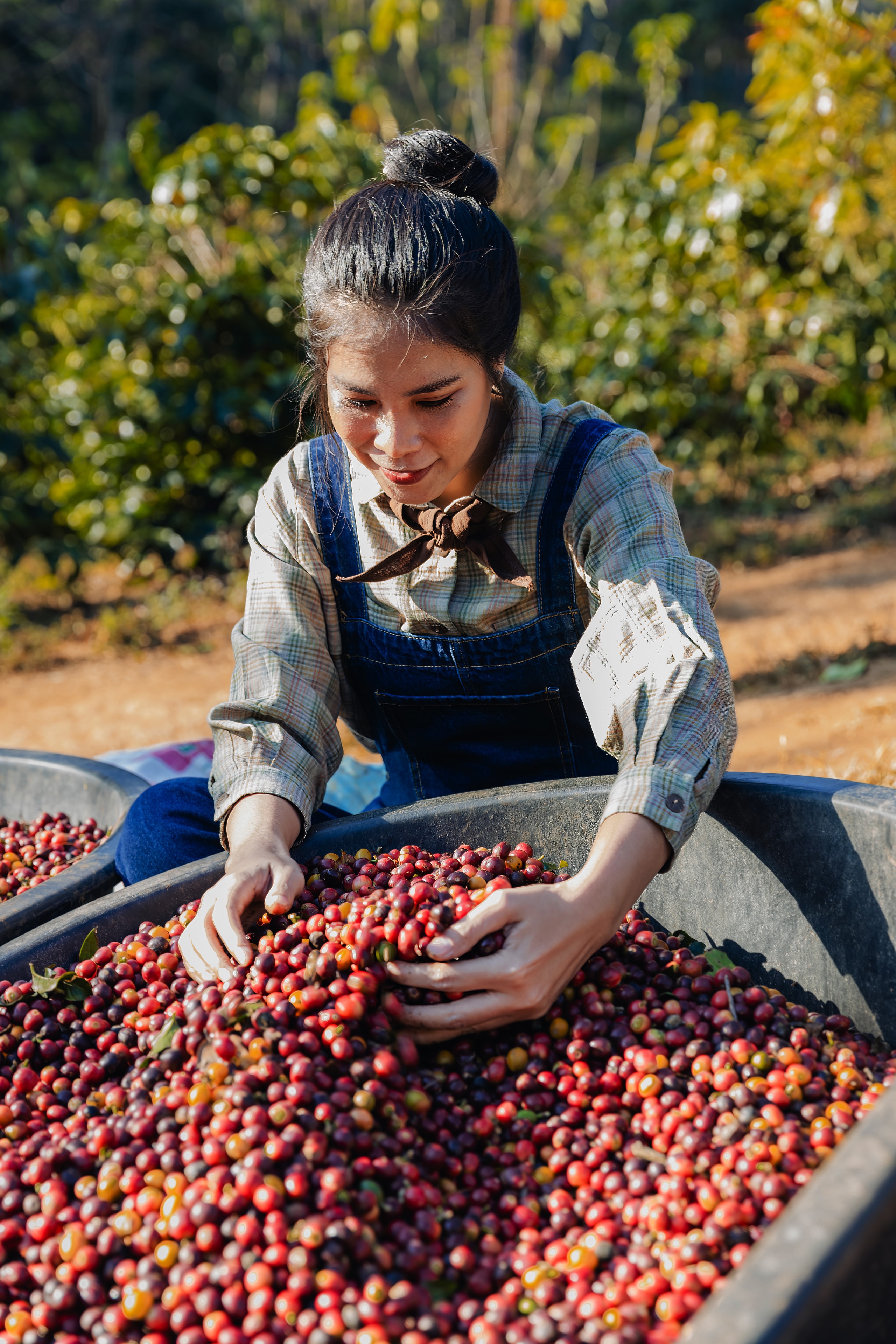Farmer hand-sorting freshly harvested coffee cherries
