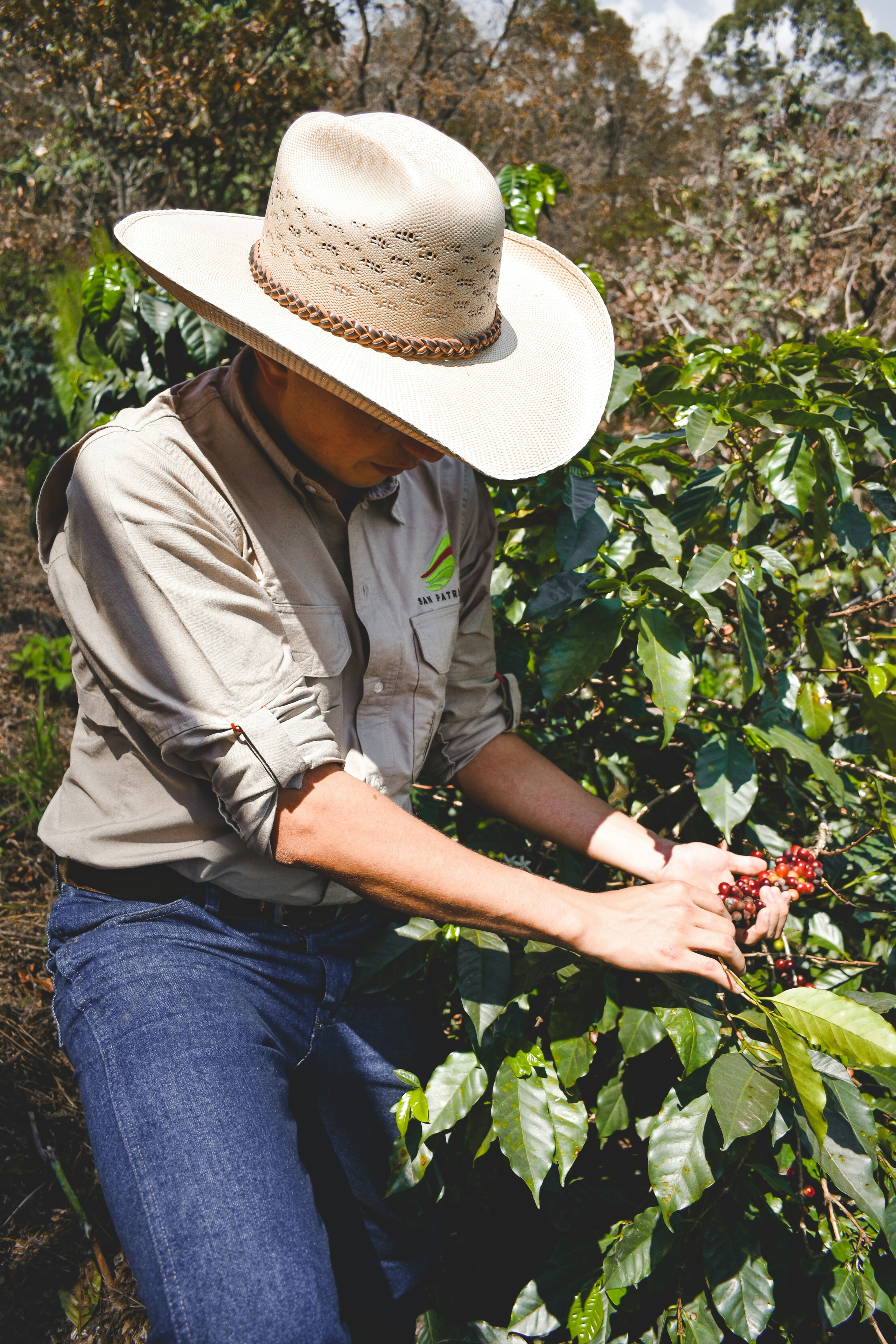 Farmer harvesting ripe coffee cherries in the field